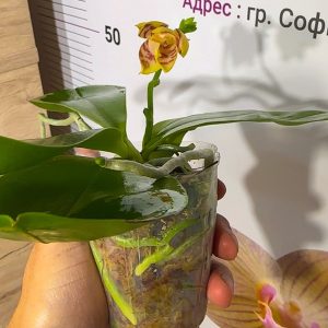 Alternative view of Phalaenopsis Asian Mix 2.5 #166