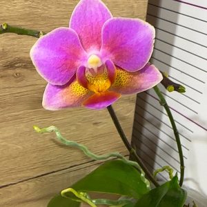 Phalaenopsis Asian Mix 2.5 #167