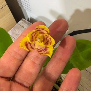 Phalaenopsis Asian Mix 2.5 #166