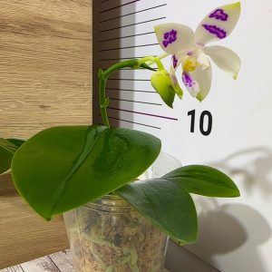 Alternative view of Phalaenopsis Asian Mix 2.5 #168