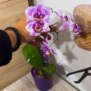 Alternative view of Phalaenopsis Asian Mix 2.5 #158