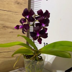 Alternative view of Phalaenopsis Asian Mix 2.5 #159