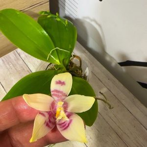 Phalaenopsis Asian Mix 2.5 #160