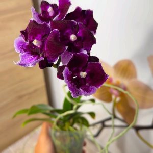 Phalaenopsis Asian Mix 2.5 #164