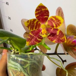 Phalaenopsis Asian Mix 2.5 #155