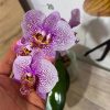 Phalaenopsis Asian Mix 2.5 #169