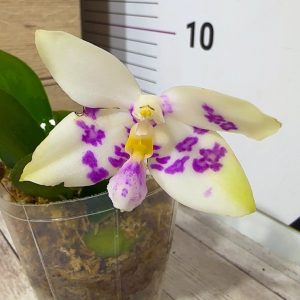 Phalaenopsis Asian Mix 2.5 #162