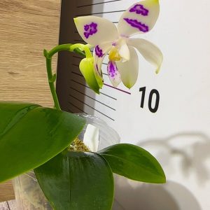 Phalaenopsis Asian Mix 2.5 #168