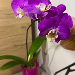 Phalaenopsis Asian Mix 2.5 #163