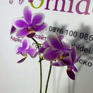 Alternative view of Phalaenopsis Asian Mix 2.5 #157