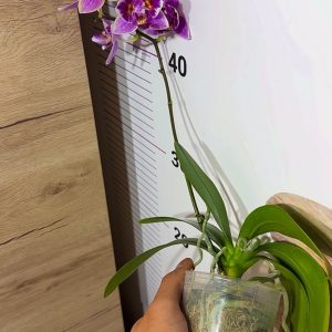 Alternative view of Phalaenopsis Asian Mix 2.5 #161