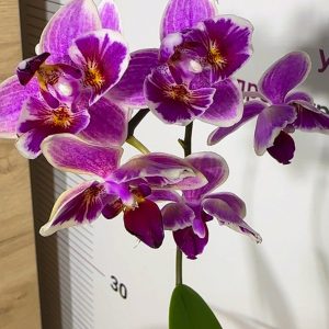 Phalaenopsis Asian Mix 2.5 #161