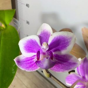 Phalaenopsis Asian Mix 2.5 #157