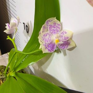 Phalaenopsis Asian Mix 2.5 #165