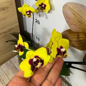Alternative view of Phalaenopsis Asian Mix 2.5 #151