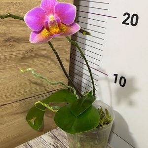 Alternative view of Phalaenopsis Asian Mix 2.5 #167