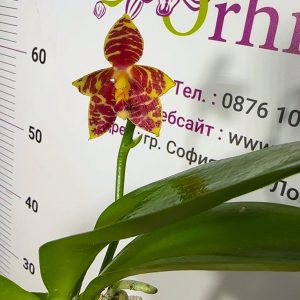 Phalaenopsis Asian Mix 2.5 #154