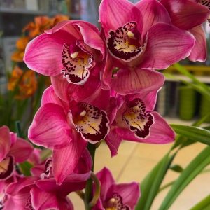 Цимбидиум  #53