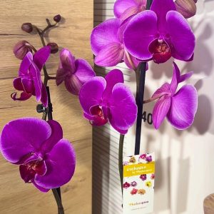 ТОП Цена!!Фаленопсис 2цв. #106