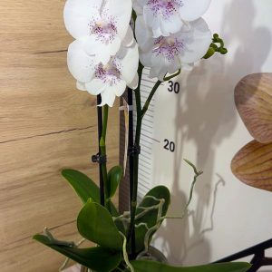 Alternative view of ТОП Цена!!Фаленопсис 2цв.  #100