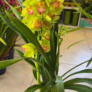 Alternative view of Цимбидиум  #56