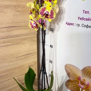 Alternative view of Фаленопсис 2цв. #117