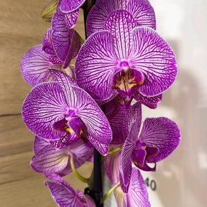 Фаленопсис 2цв. #116