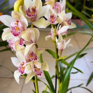 ТОП ЦЕНА! Цимбидиум #60