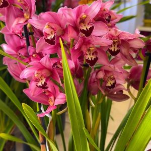 Цимбидиум  #54