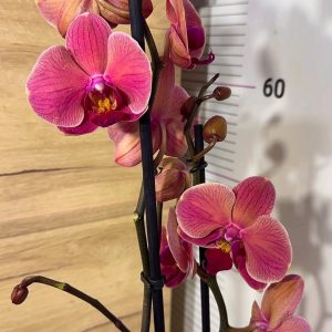Фаленопсис 2цв. #115