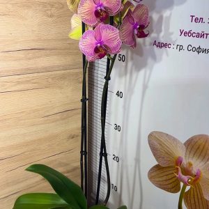 Alternative view of Фаленопсис 2цв. #113