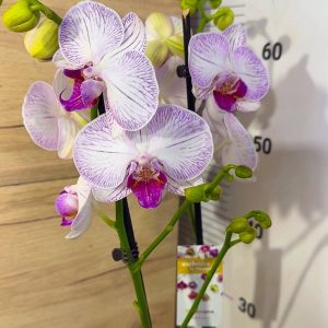 Фаленопсис 2цв. #110