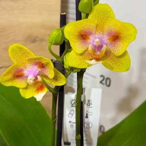 Фаленопсис 2цв. #121