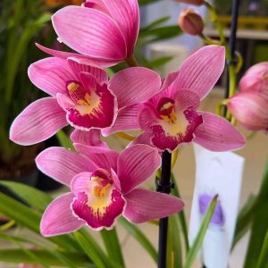 ТОП ЦЕНА! Цимбидиум #59