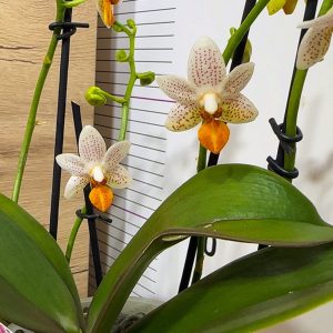 Alternative view of Фаленопсис 2 цв. Мини Марк #216