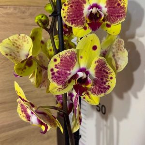 Фаленопсис 2цв. #117