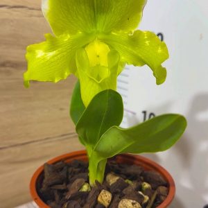 Пафилопедиум XXL #4087