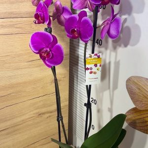 Alternative view of ТОП Цена!!Фаленопсис 2цв. #106