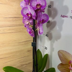 Alternative view of Фаленопсис 2цв. #116