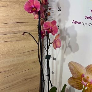 Alternative view of Фаленопсис 2цв. #115