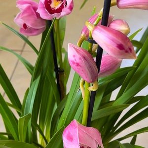 Alternative view of ТОП ЦЕНА! Цимбидиум #61