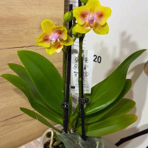 Alternative view of Фаленопсис 2цв. #121