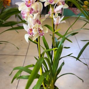 Alternative view of ТОП ЦЕНА! Цимбидиум #60