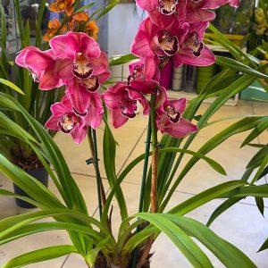 Alternative view of Цимбидиум  #53