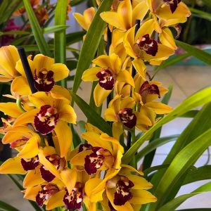 Цимбидиум  #55