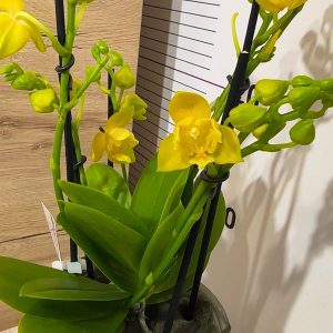 Фаленопсис Пелорик 4-6цв. 2цв. #109