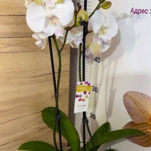 Alternative view of Фаленопсис 2цв. #114