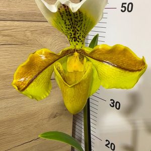 Пафилопедиум XXL #4085