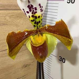 Пафилопедиум XXL #4086