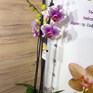 Alternative view of ТОП Цена!!Фаленопсис 2цв. Pandora   #104